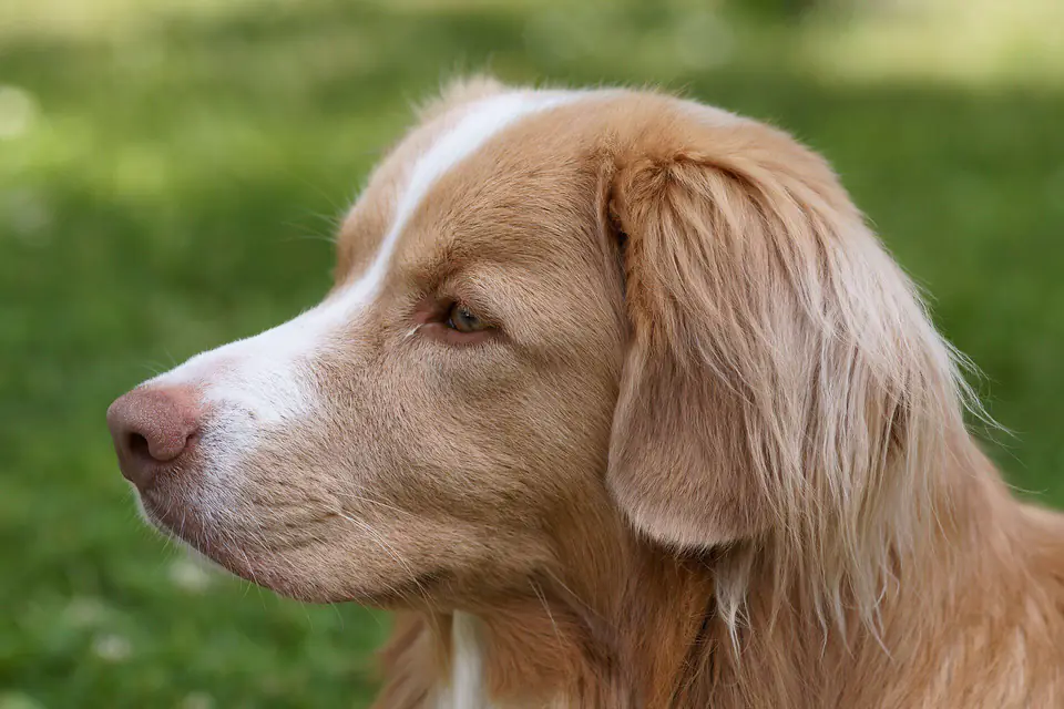 A Nova Scotia Duck Tolling Retriever