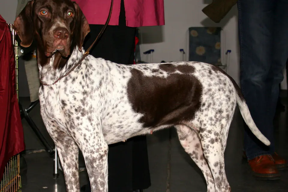 An Old Danish Pointer