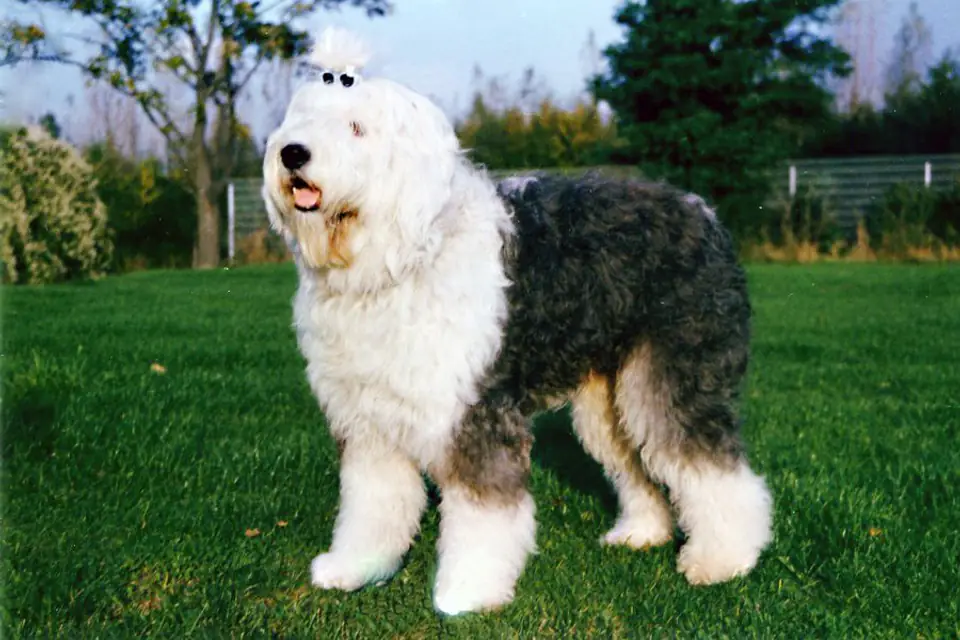 An Old English Sheepdog