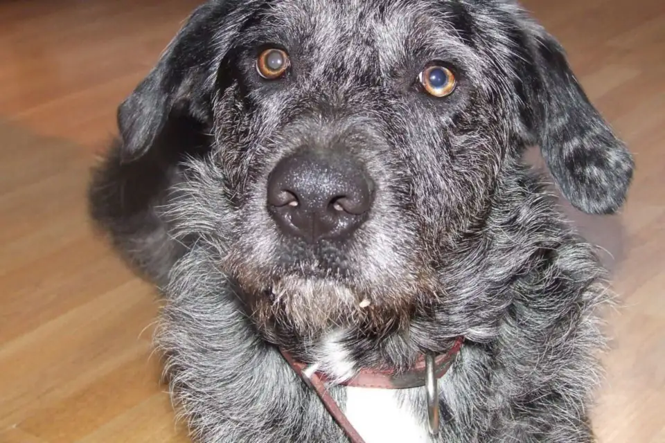 An Otterhound