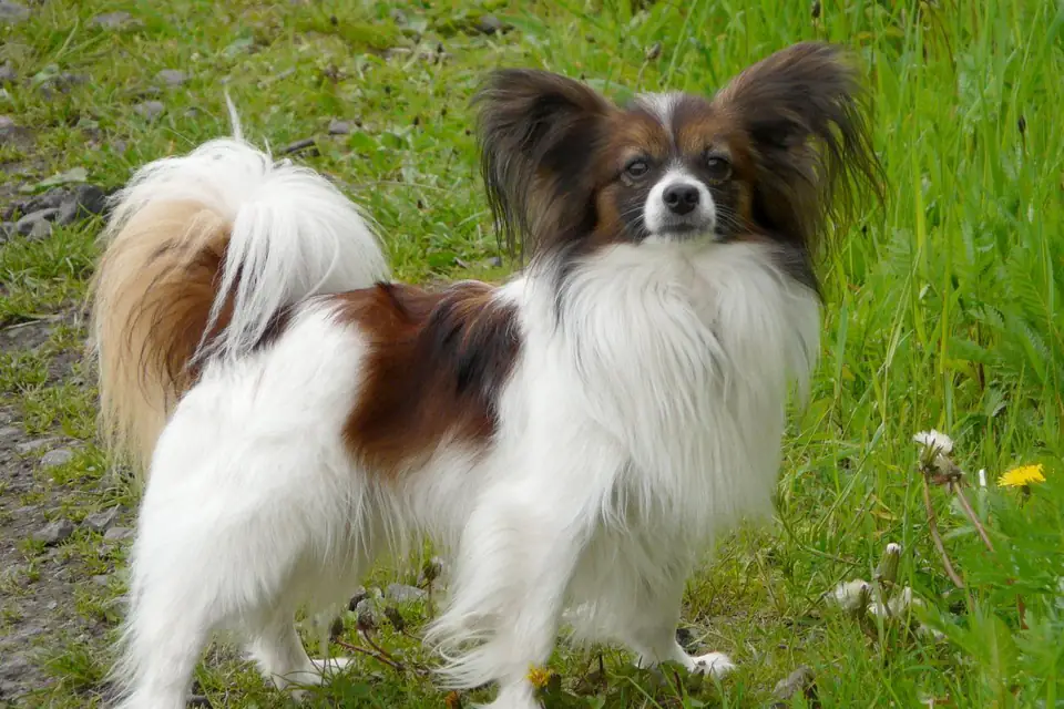 A Papillon