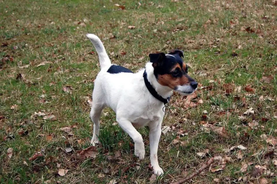 A Parson Russell Terrier
