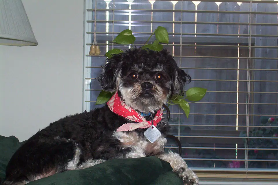 A Peekapoo, a Pekingese and Poodle cross