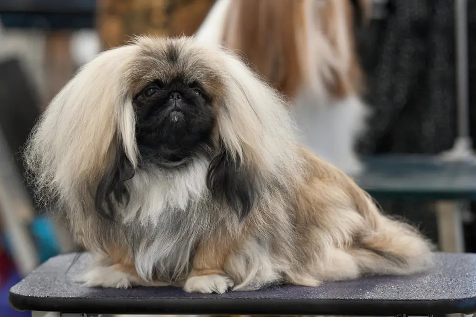 A Pekingese