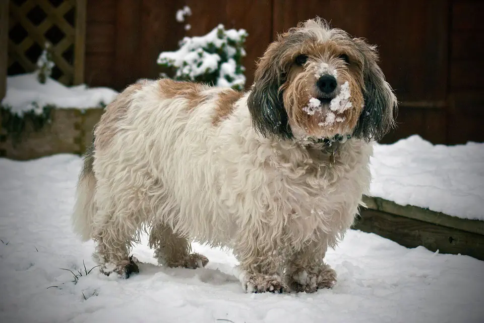 A Petit Basset Griffon Vendéen
