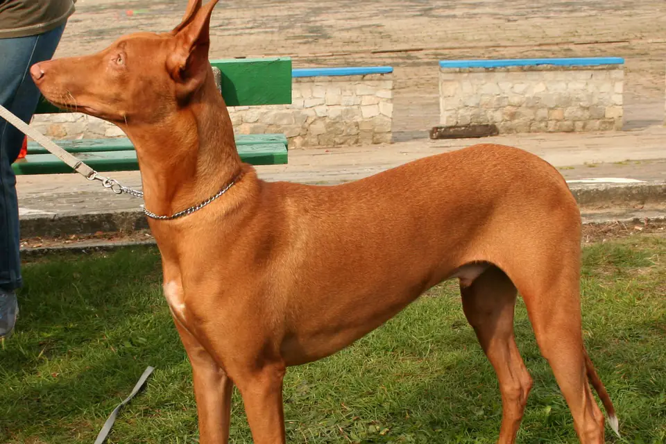 A Pharaoh Hound