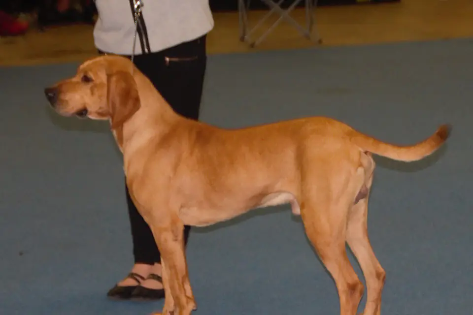 A Plott Hound