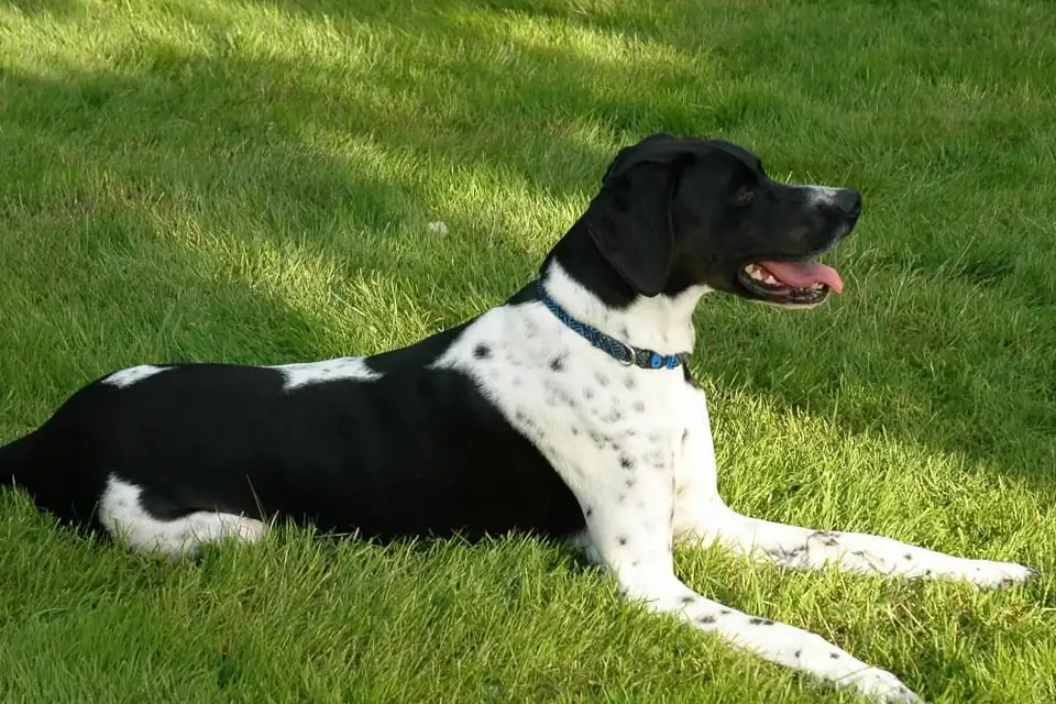 A Pointer