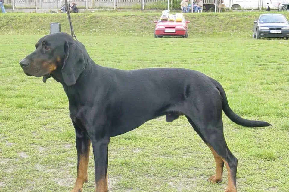 A Polish Hunting Dog
