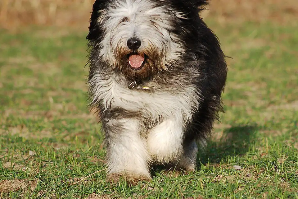A Polish Lowland Sheepdog