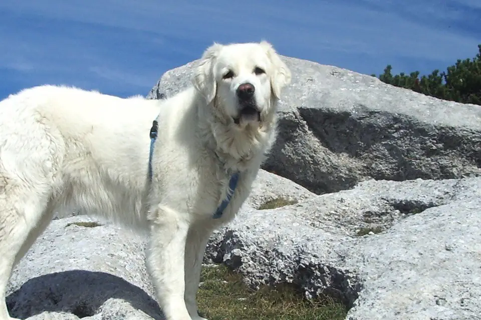 A Polish Tatra Sheepdog