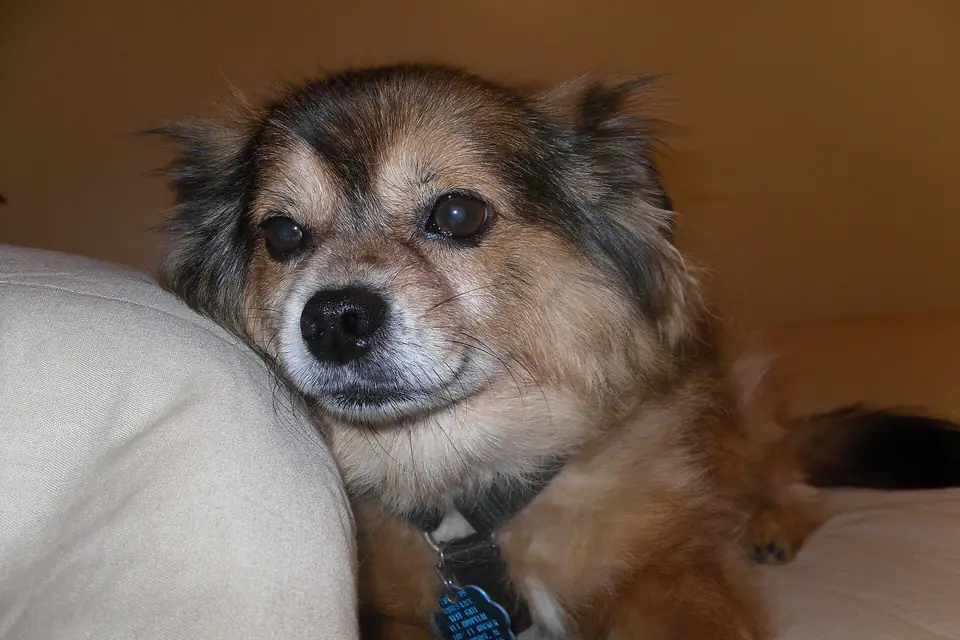 A Pomchi, a Pomeranian and Chihuahua cross