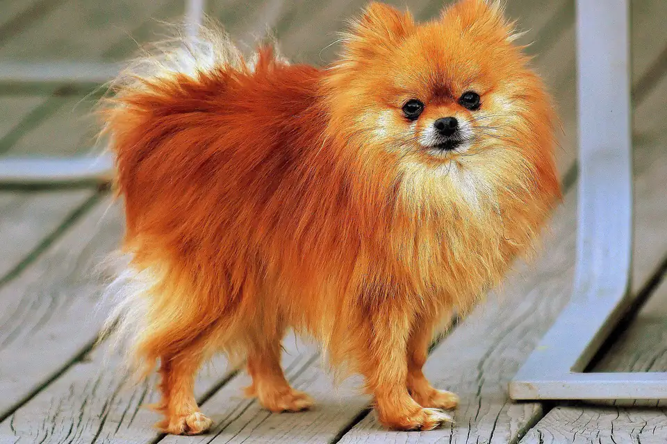 A Pomeranian
