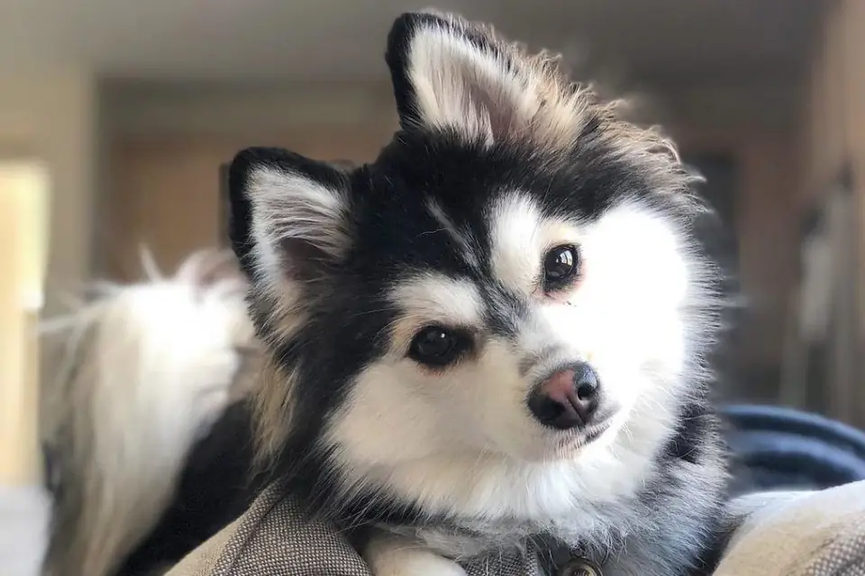 A Pomsky, a Pomeranian and Siberian Husky cross