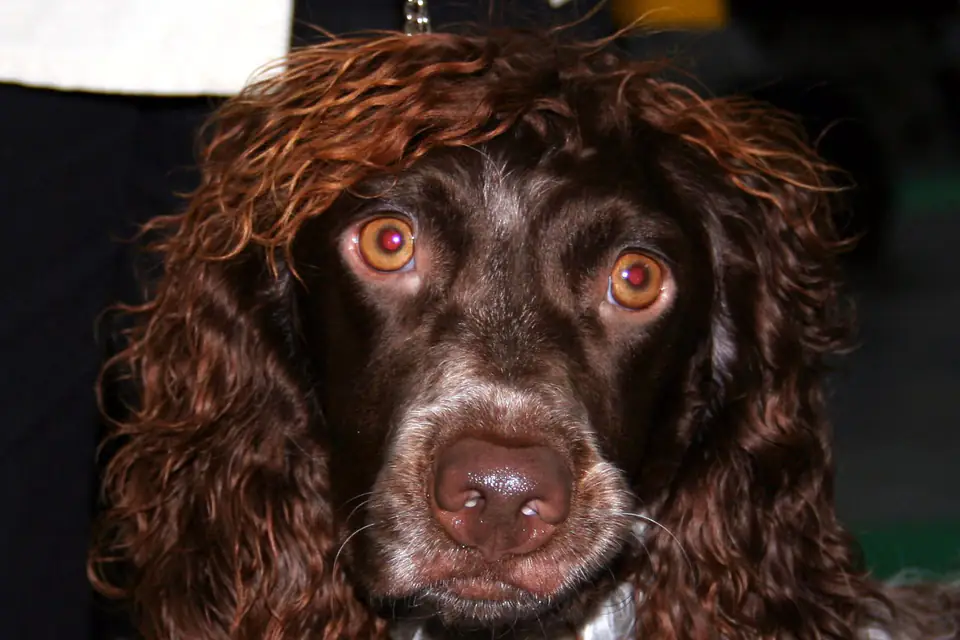 A Pont-Audemer Spaniel