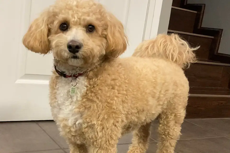 A Poochon, a Bichon Frise and Poodle cross