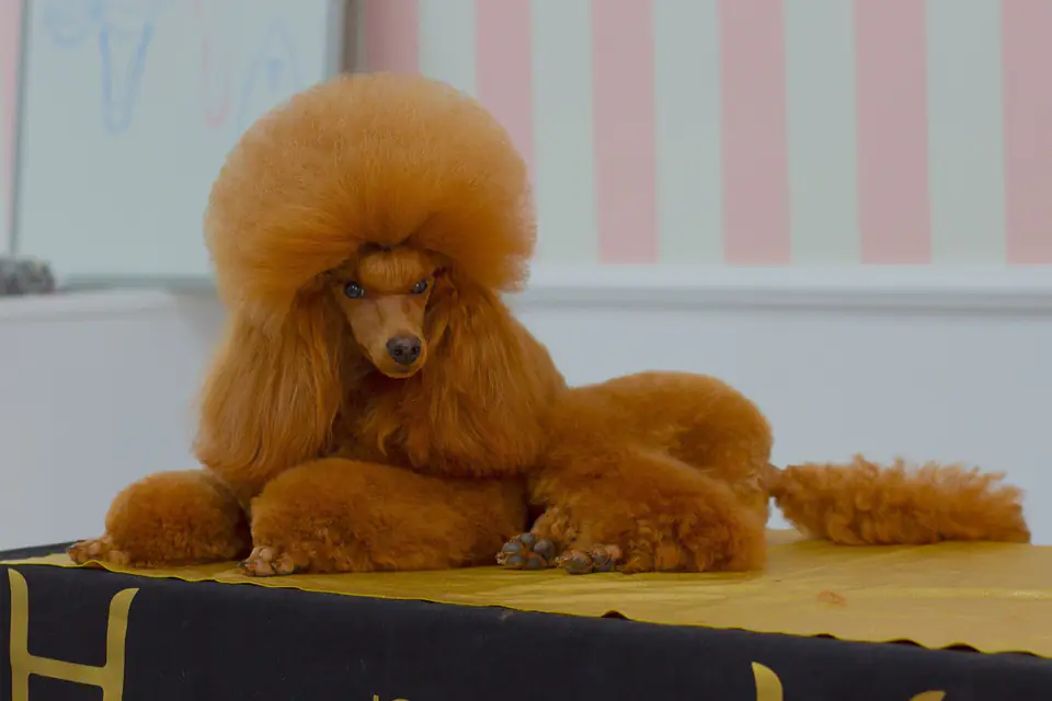 A Poodle (Miniature)