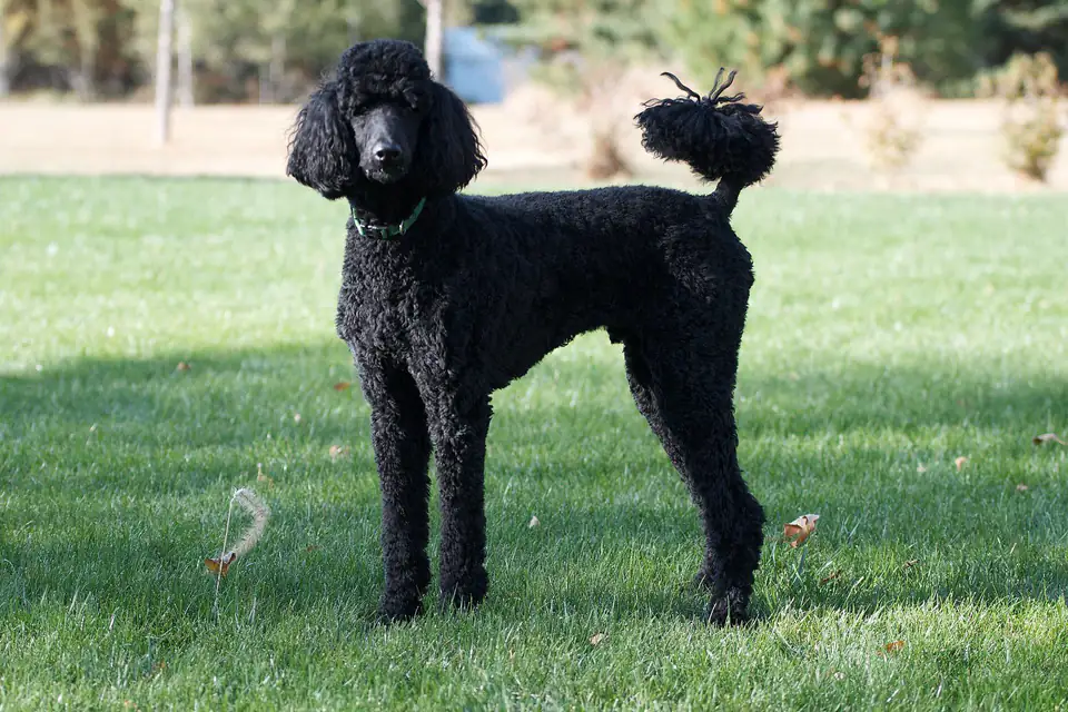 A Poodle (Standard)