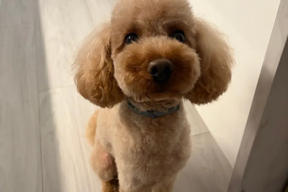 A Poodle (Toy)