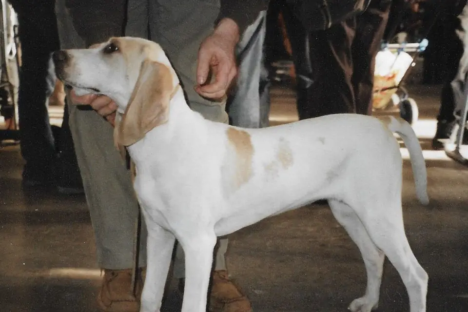 A Porcelaine