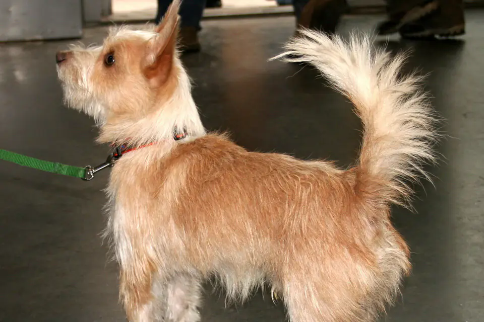 A Portuguese Podengo Pequeno