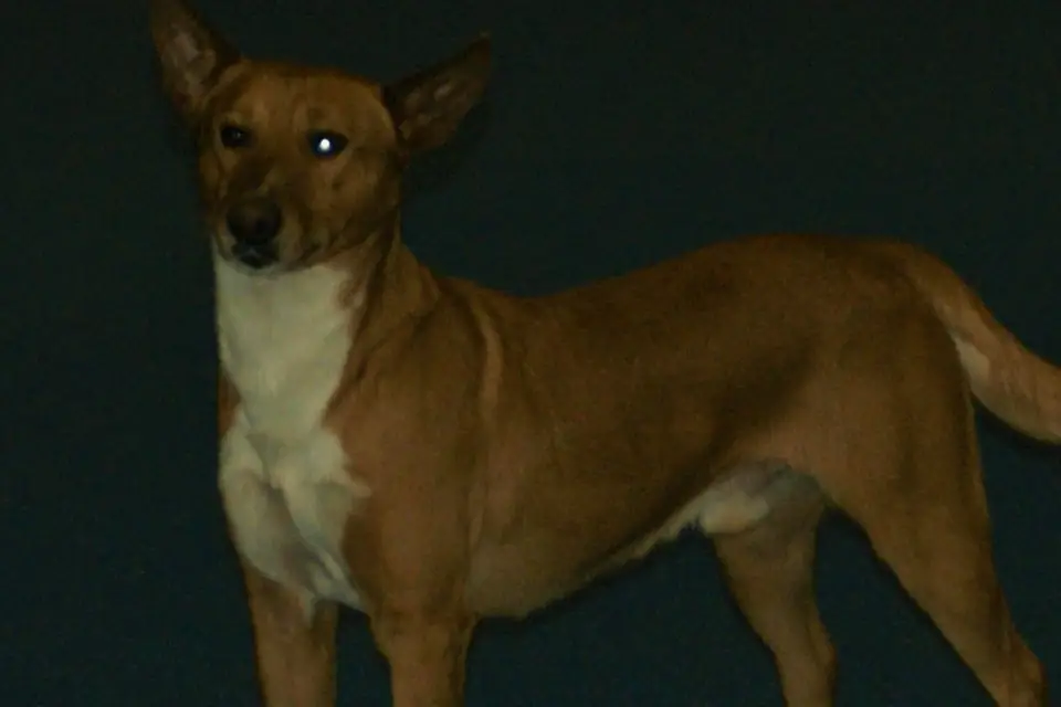 A Portuguese Podengo