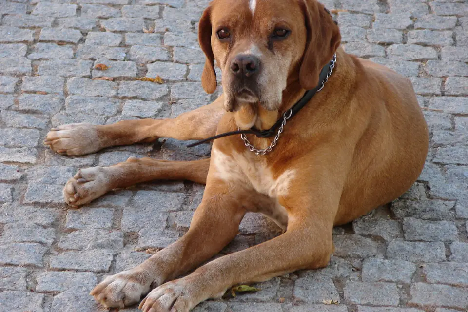 A Portuguese Pointer