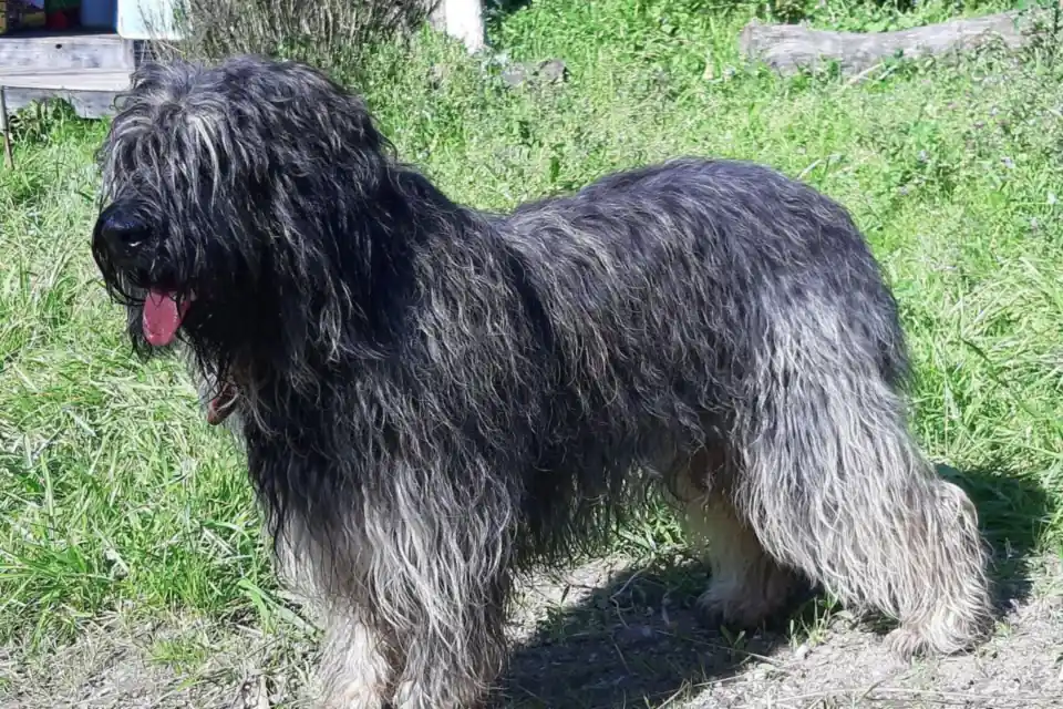 A Portuguese Sheepdog