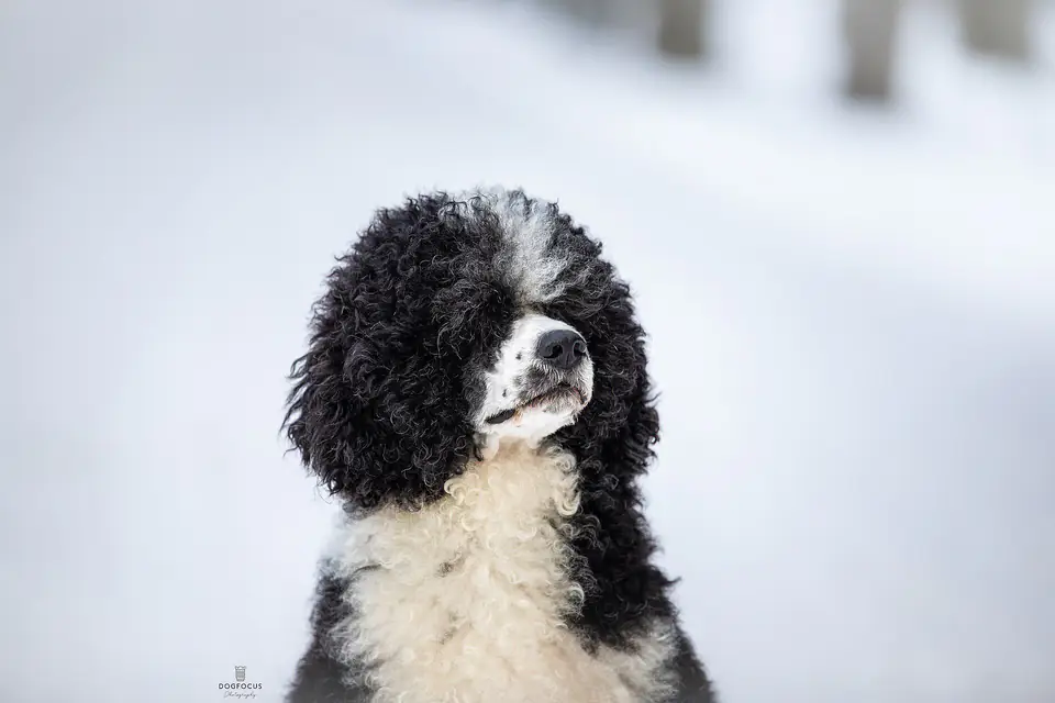 A Portuguese Water Dog
