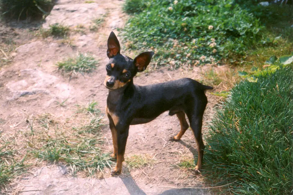 A Prague Ratter
