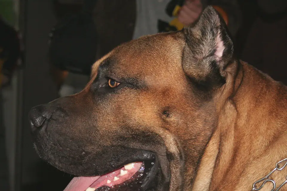 A Presa Canario