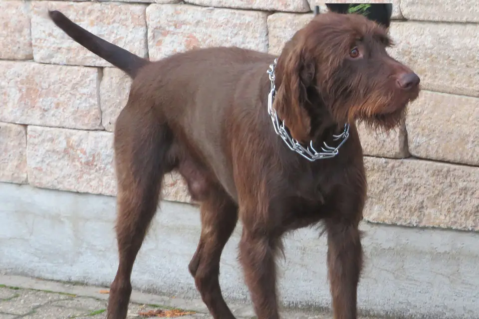 A Pudelpointer