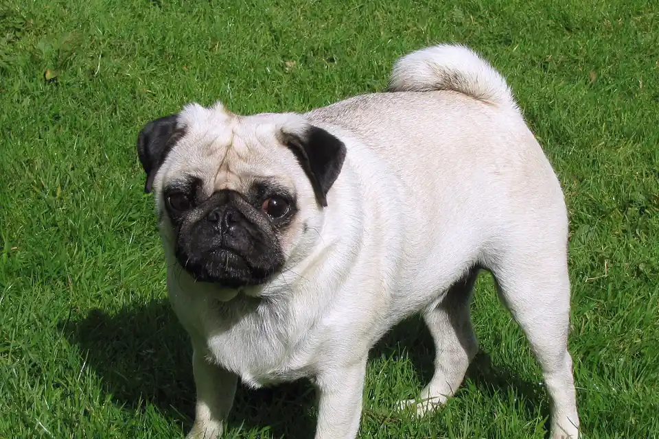 A Pug