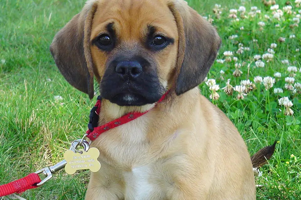 A Puggle, a Pug and Beagle cross