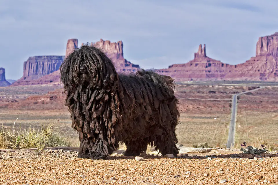 A Puli