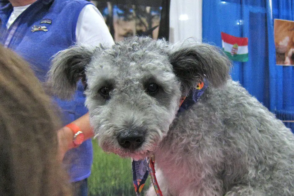 A Pumi