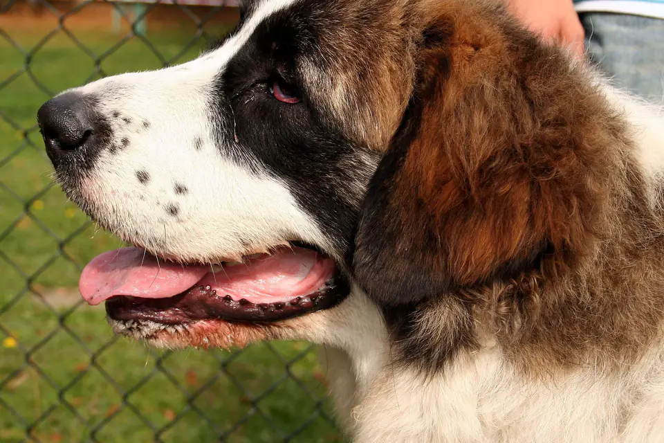 A Pyrenean Mastiff