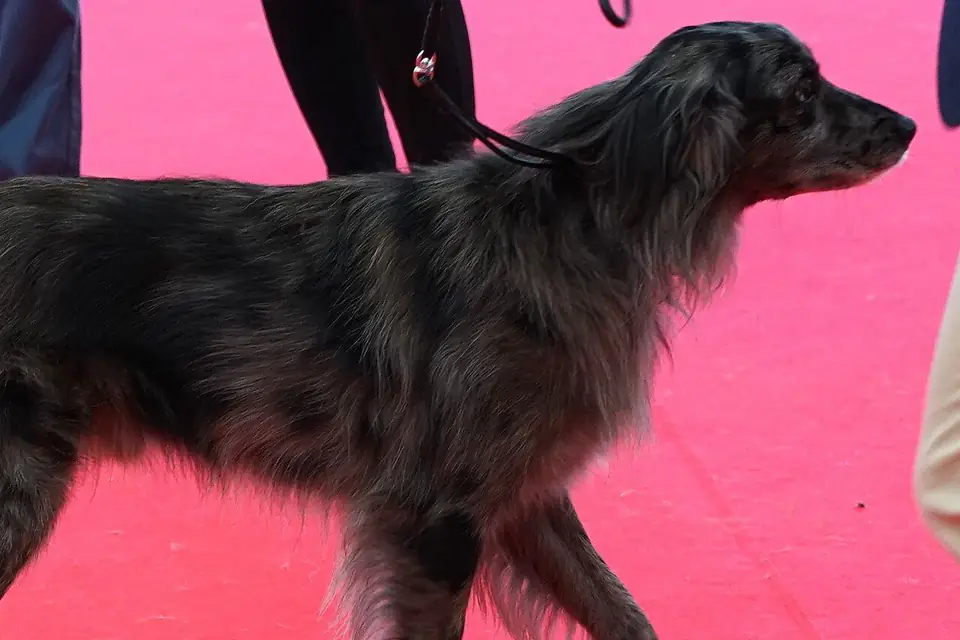A Pyrenean Sheepdog (Smooth Faced)