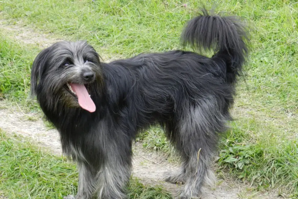 A Pyrenean Shepherd
