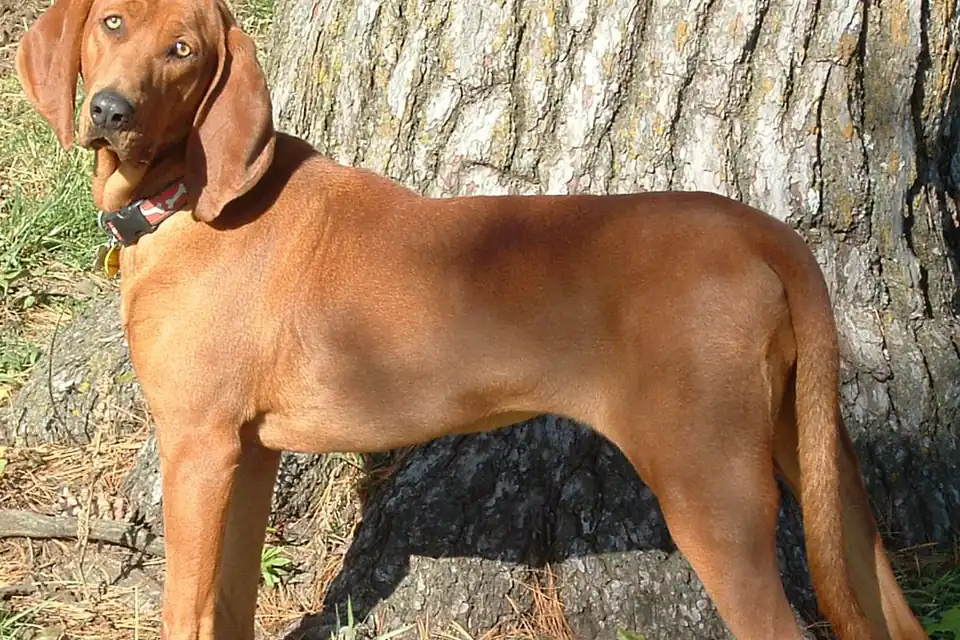A Redbone Coonhound