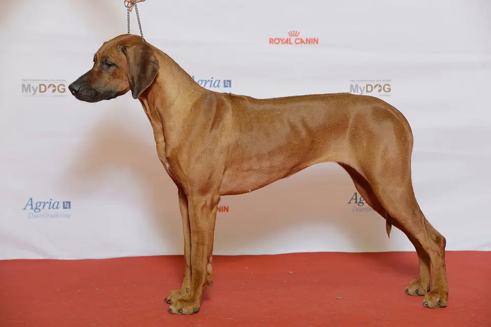 A Rhodesian Ridgeback