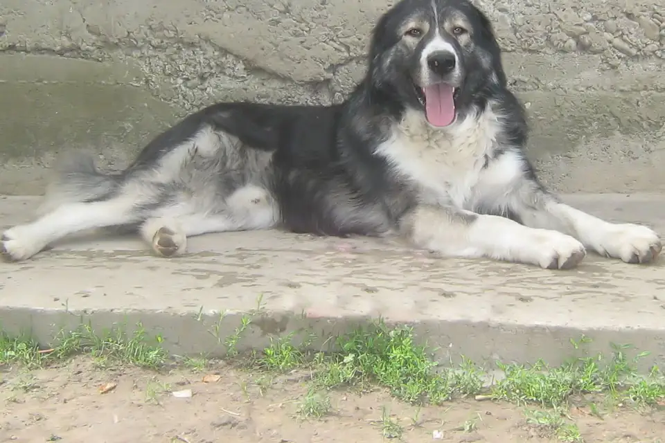 A Romanian Carpathian Shepherd