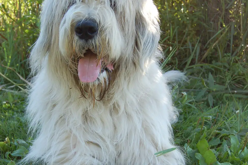 A Romanian Mioritic Shepherd Dog