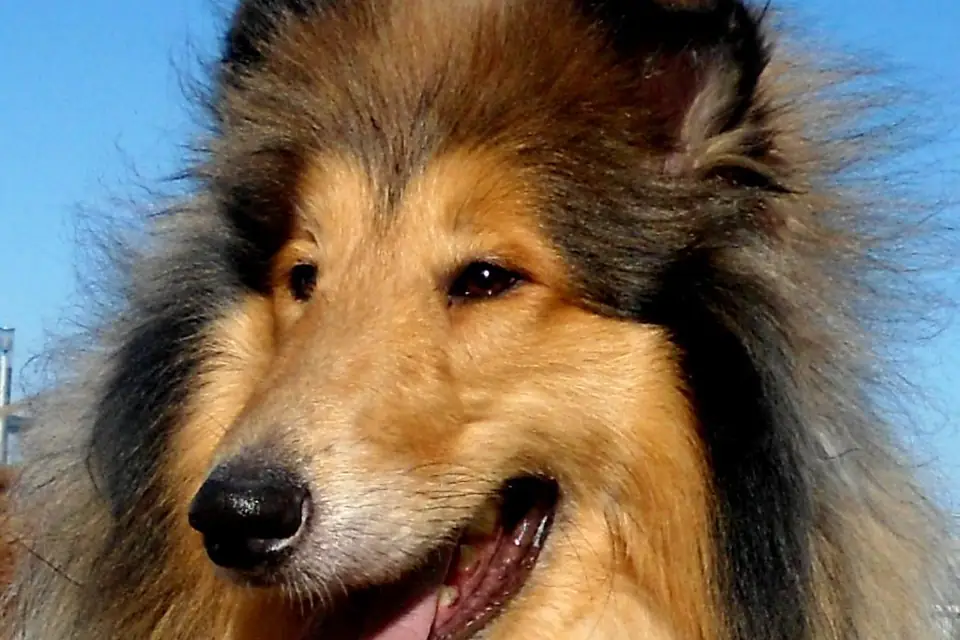 A Rough Collie