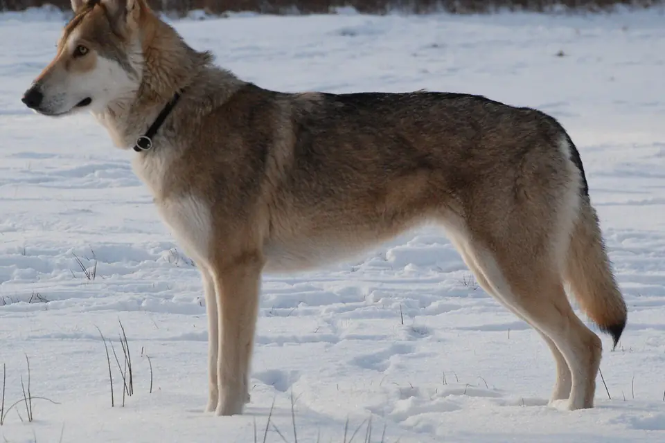 A Saarloos Wolfhond
