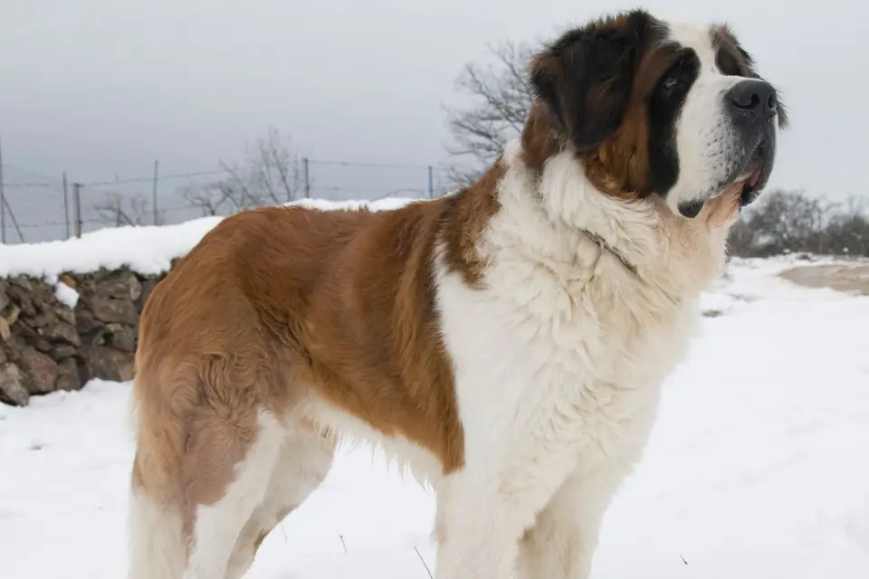 A St. Bernard