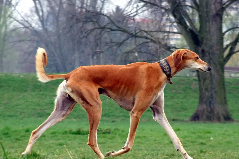 A Saluki
