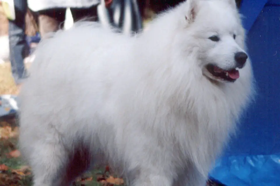 A Samoyed