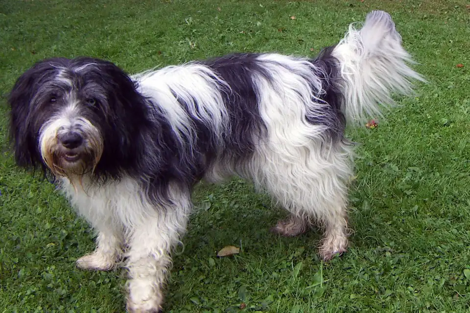 A Schapendoes