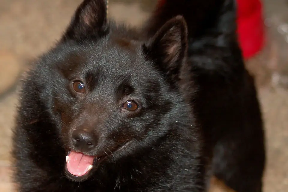 A Schipperke